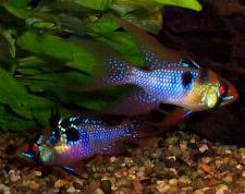 apistogramma ramirezi.JPG apistogramma ramirezi.JPG