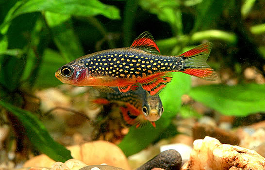 Microrasbora sp. Galaxy.jpg