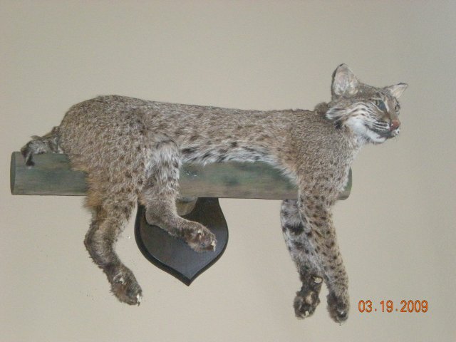 mice 619.jpg