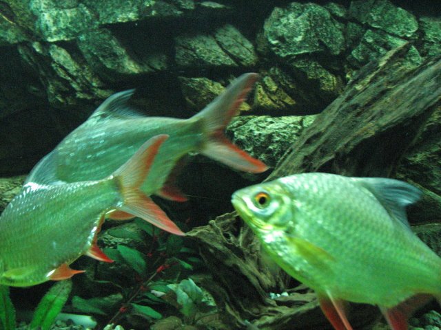 IMG_4378b.jpg