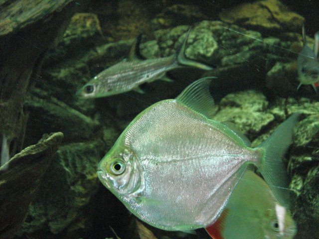 IMG_4288b.jpg