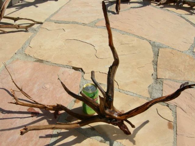 MED STUMP 80001.JPG