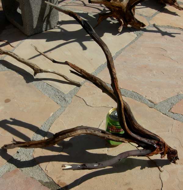 MED STUMP 60001.JPG