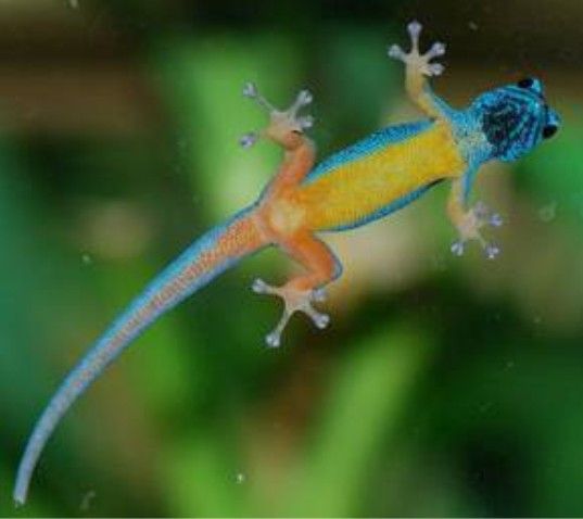 sm_blue_gecko02[1].jpg