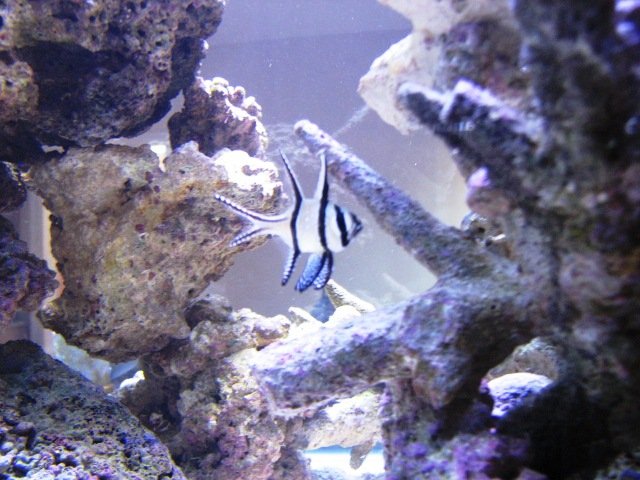 Aquaria - DT@14weeks 033  (post).JPG