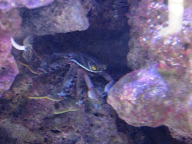 Aquaria - DT@14weeks 053  (post).JPG