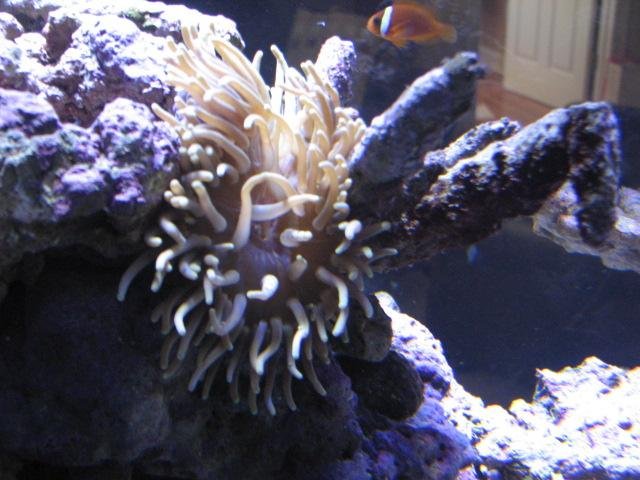 Aquaria - DT@14weeks 043  (post).JPG