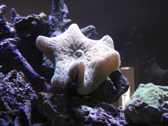 Aquaria - DT@14weeks 037  (post).JPG