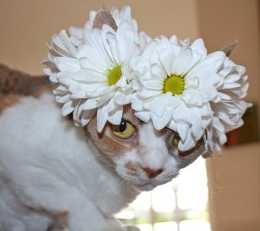 daisy-thoughts-contest.jpg
