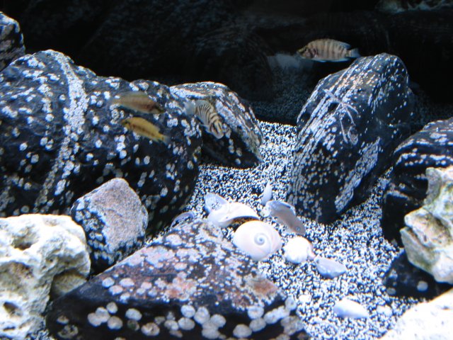101-0171_IMG.JPG