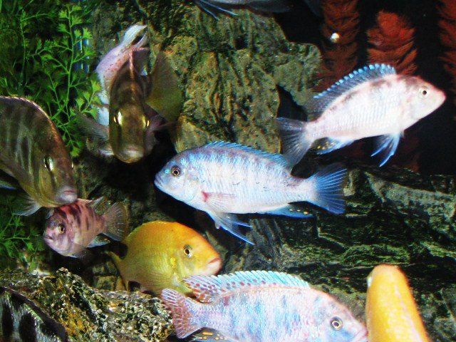 fish 020.JPG