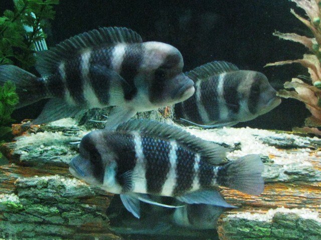 fish 027.JPG