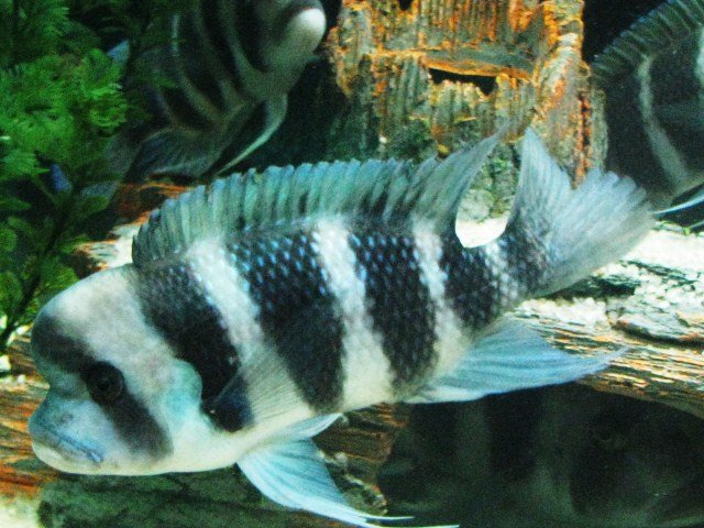 fish 033.JPG