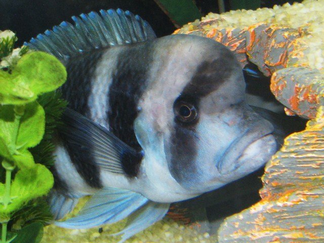 fish 051.JPG
