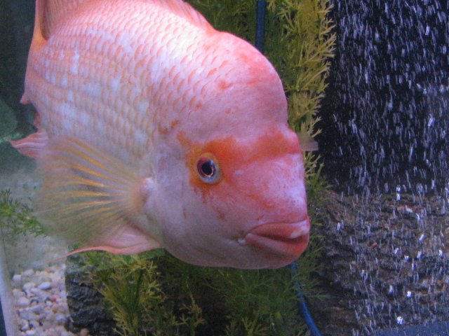 fish 069.JPG