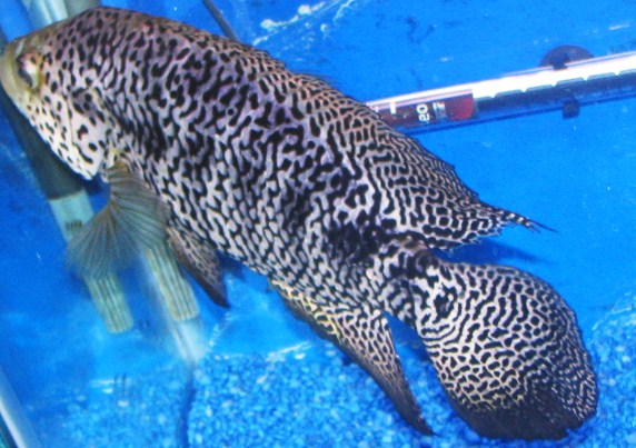 fish 112.JPG