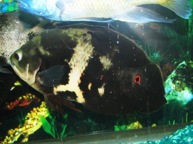 fish 044.JPG