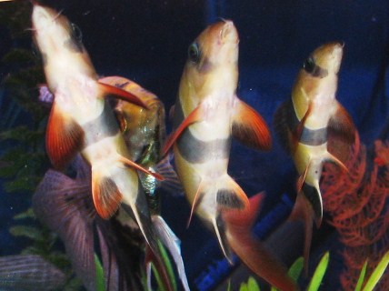 the clowns 011.JPG