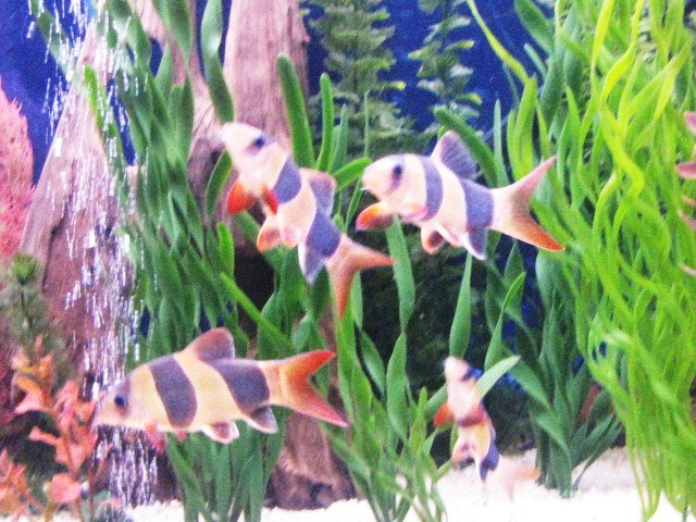 the clowns 045.JPG