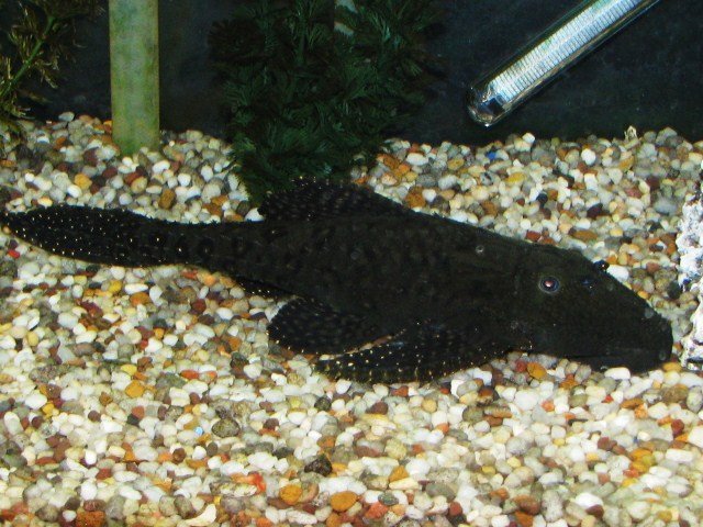 africans 125gal 063.JPG