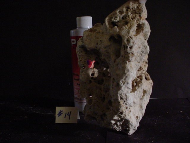 Rock 14 standtall.JPG