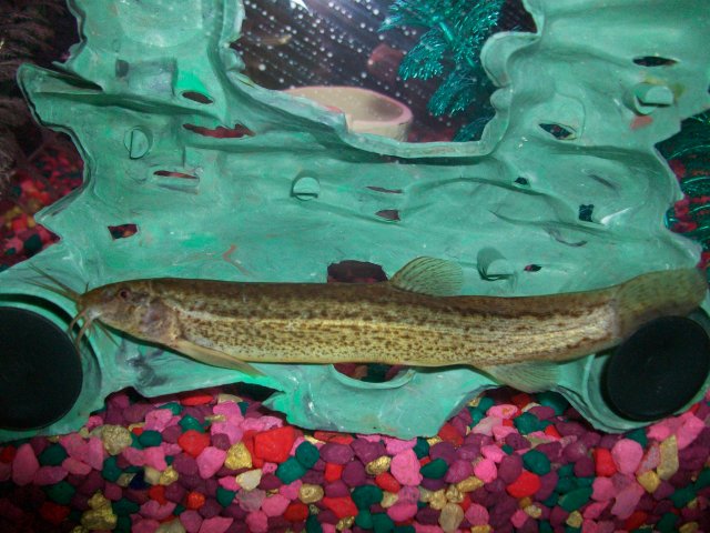 My Tank 007.jpg