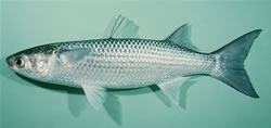 mullet-common-grey.jpg