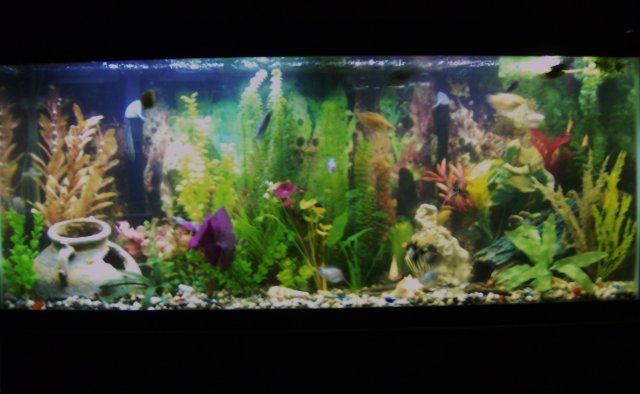tank2 009.JPG