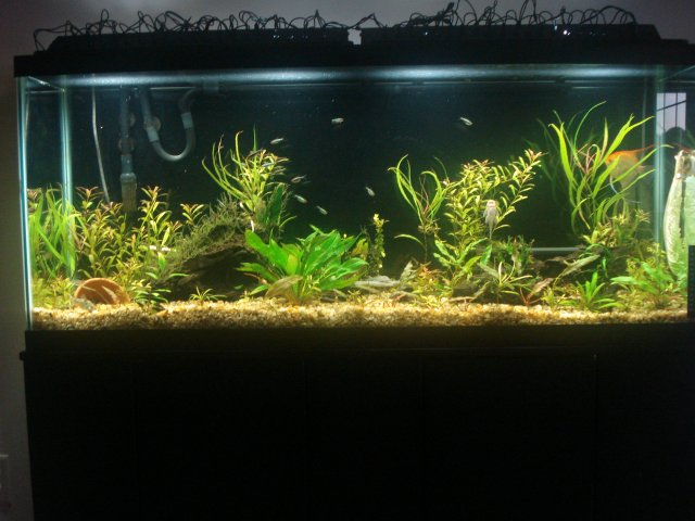 Fish 032309 001.jpg
