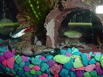 2 ADFs, tetra, and look inside the hollow tree - I thought he was an Emerald Cory but he's somet.jpg