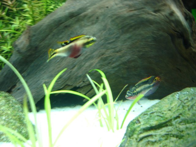 alax 035.JPG