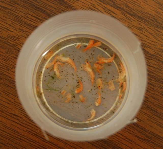shrimp in cup cropped.jpg shrimp in cup cropped.jpg