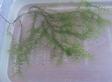 willowmoss.jpg