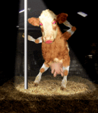 dancing cow.gif
