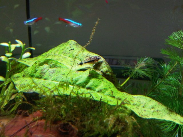 IMG00230-20090328-1202.jpg