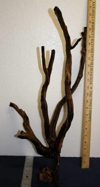 MED STUMP 12 UPRIGHT0001.JPG