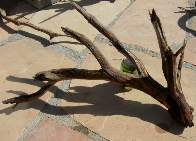 MED STUMP 70001.JPG