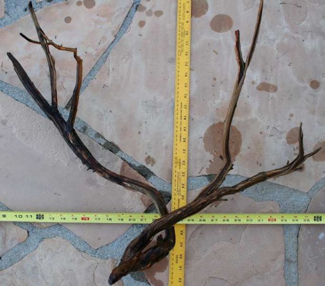MED STUMP 16 REVERSE 0001.JPG