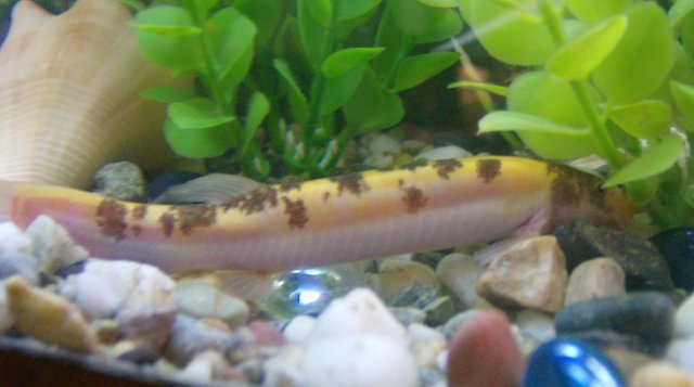 fish 013.JPG