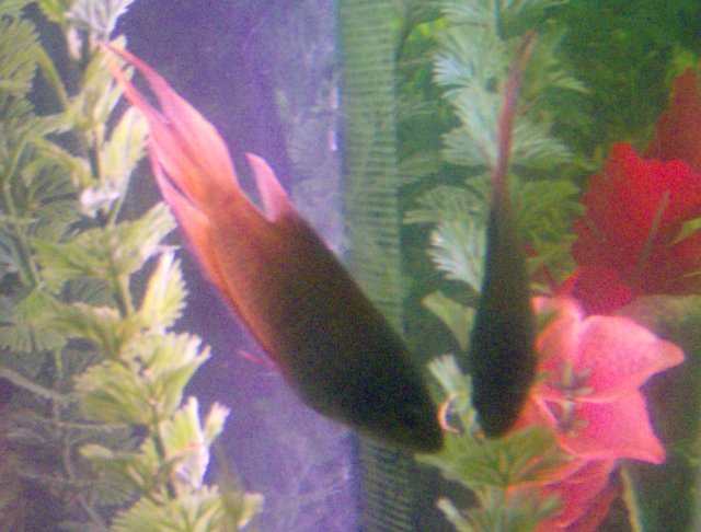 fish 034.JPG