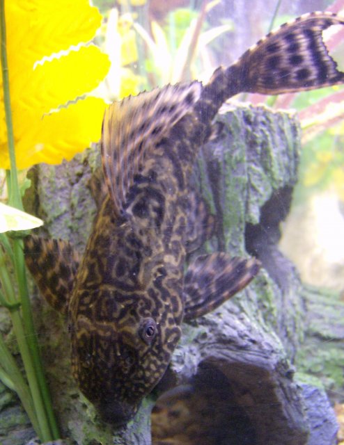 fish 037.JPG