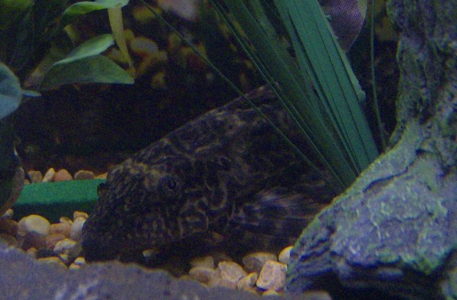 fish 038.JPG