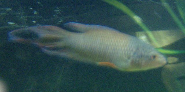 tank6 004.JPG
