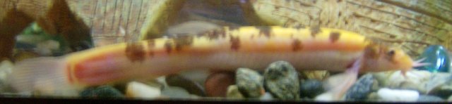 tank6 013.JPG