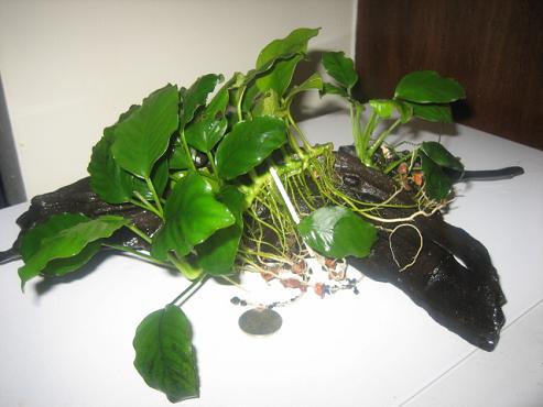 anubias 3.jpg