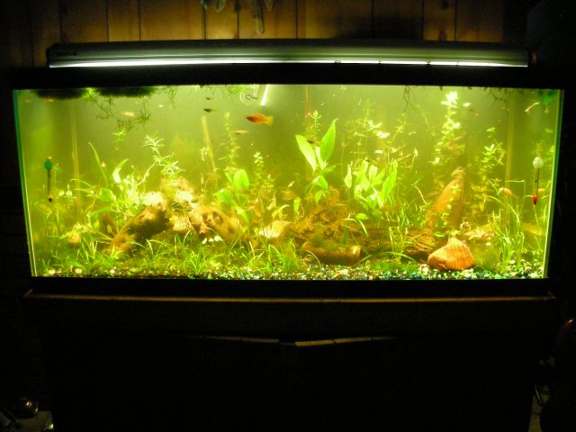 Divider tank view.JPG