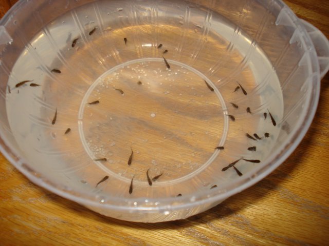 fish 007.jpg