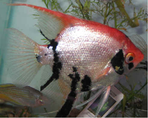 Cichli1289.jpg