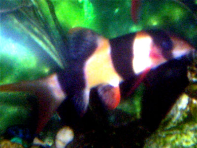 loach.jpg