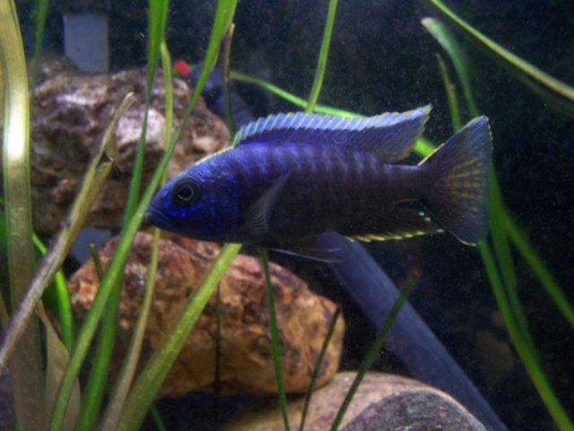 fishy 017.jpg